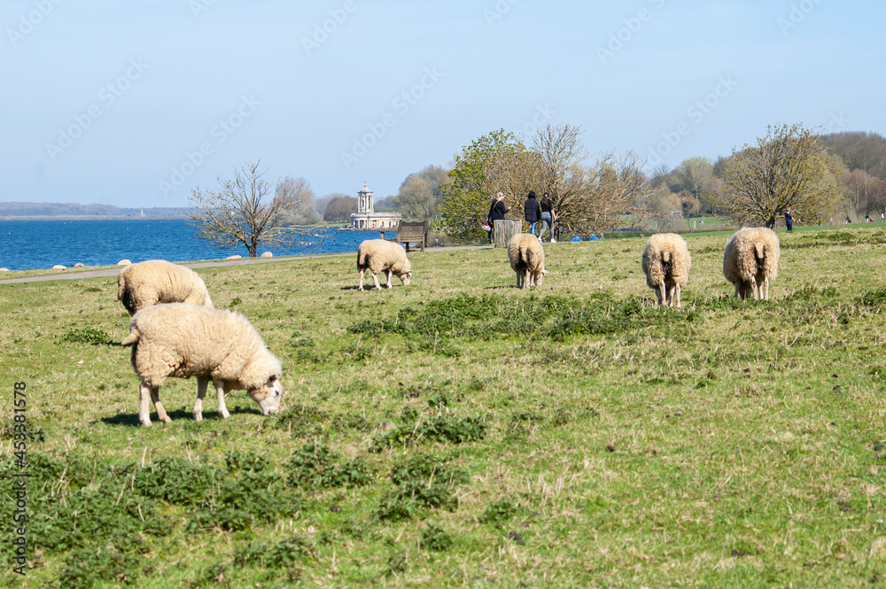 Fototapeta premium Sheep at Rutland Water, England