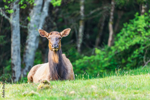 Roosevelt Elk in Ecola State Park on the Oregon coast.