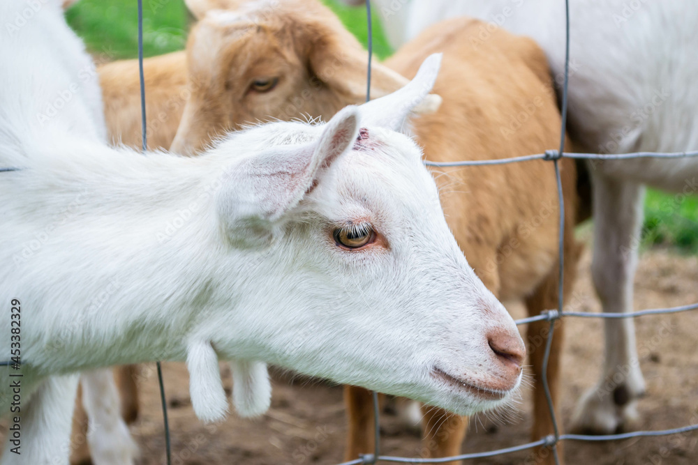 Closeup of a small goat on a farm in Devon, England Closeup of a small goat on a farm in Devon, England