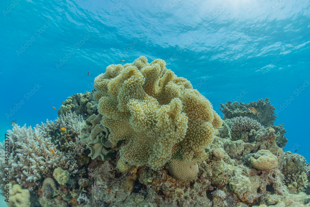 Coral reef and water plants in the Red Sea, Eilat Israel
Coral reef and water plants in the Red Sea, Eilat Israel