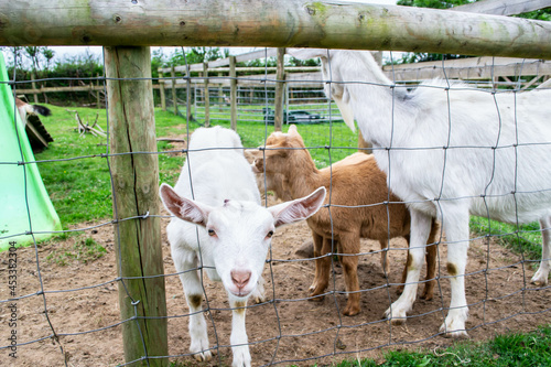 Canvas Print Closeup of a small goat on a farm in Devon, England