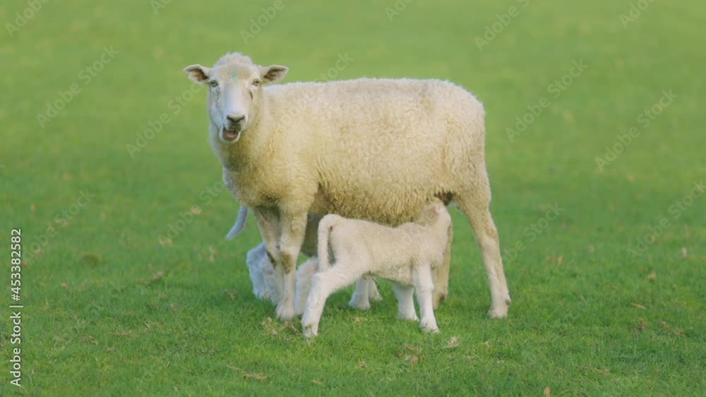 Cute spring lambs feeding with their mother, Ambury farm, Auckland Cute spring lambs feeding with their mother, Ambury farm, Auckland