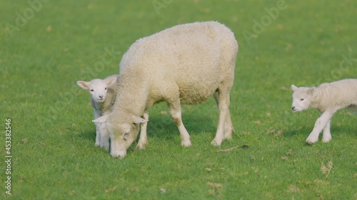 Cute spring lambs feeding with their mother, Ambury farm, Auckland photo