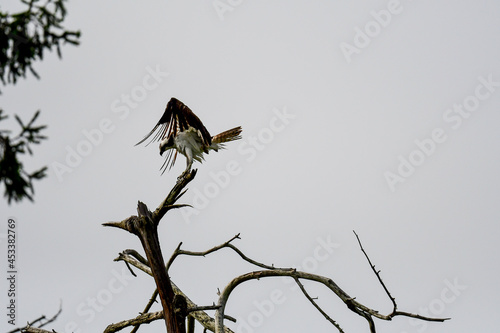 Osprey drying its wings