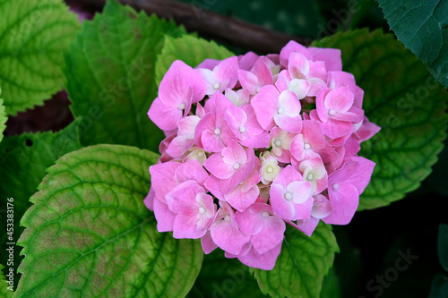 Beautiful bunch of hydrangea, pink flower, hydrangea