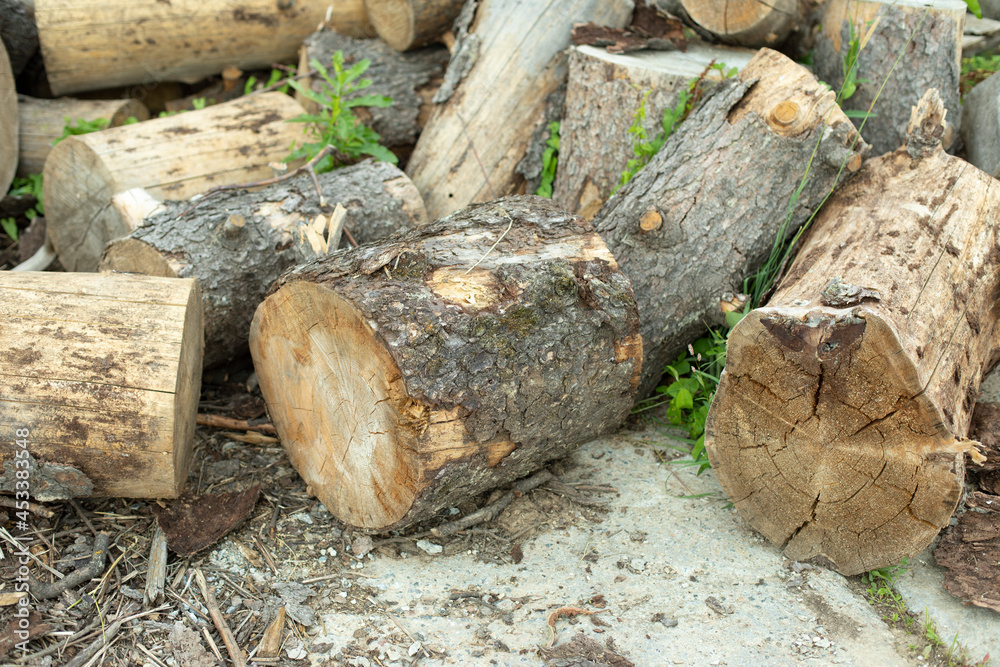 Tree stumps for preparation of cutting firewood. The stumps of the tree trunk are harvested on the street. Tree stumps for preparation of cutting firewood. The stumps of the tree trunk are harvested on the street.