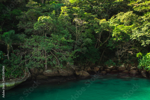 tropical forest with water