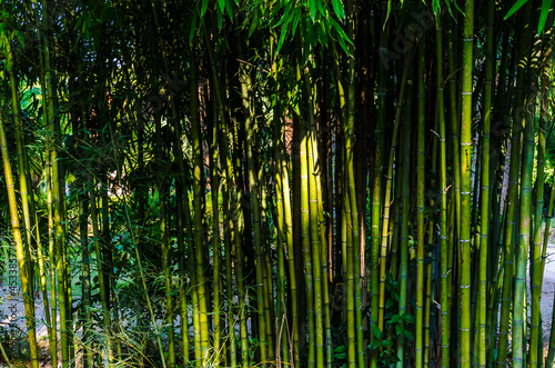 green bamboo plants illuminated by the rays of the sun