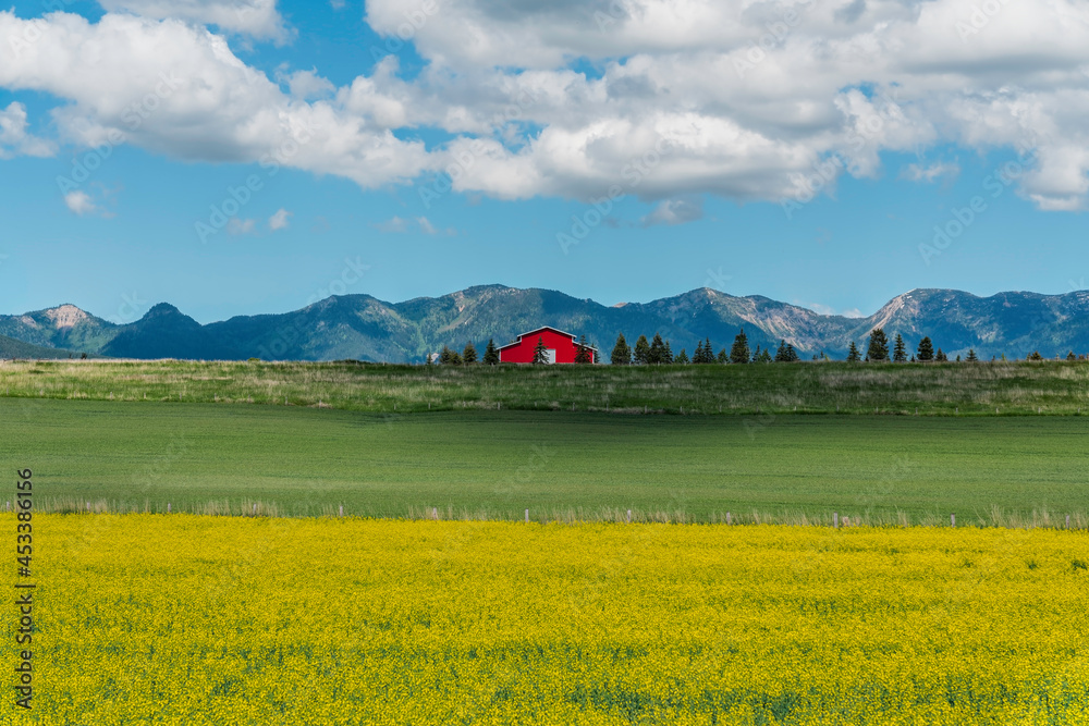 Typical Red barn in front of high Montana mountains and yellow field flowers in foreground