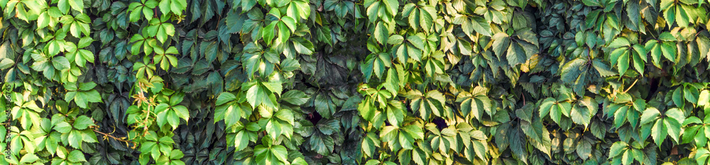 Heart-shaped grape leaves, devil's ivy, juicy leaves. Heart-shaped grape leaves, devil's ivy, juicy leaves.