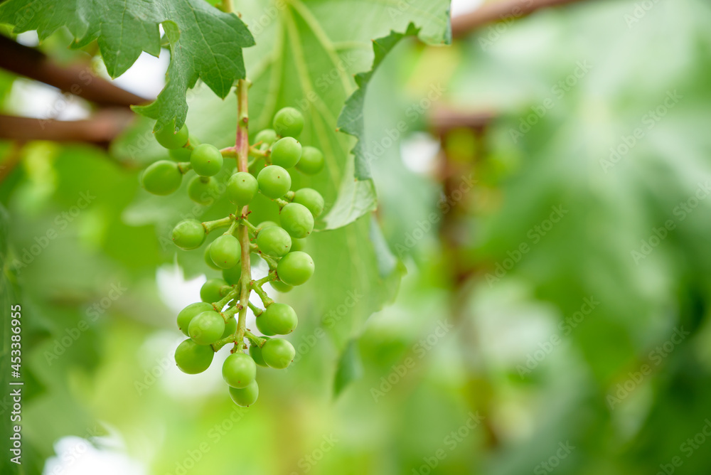 Young fruits of the grape, on the branch Young fruits of the grape, on the branch