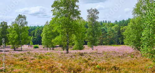 Blooming Lüneburg Heath with riders in the background
