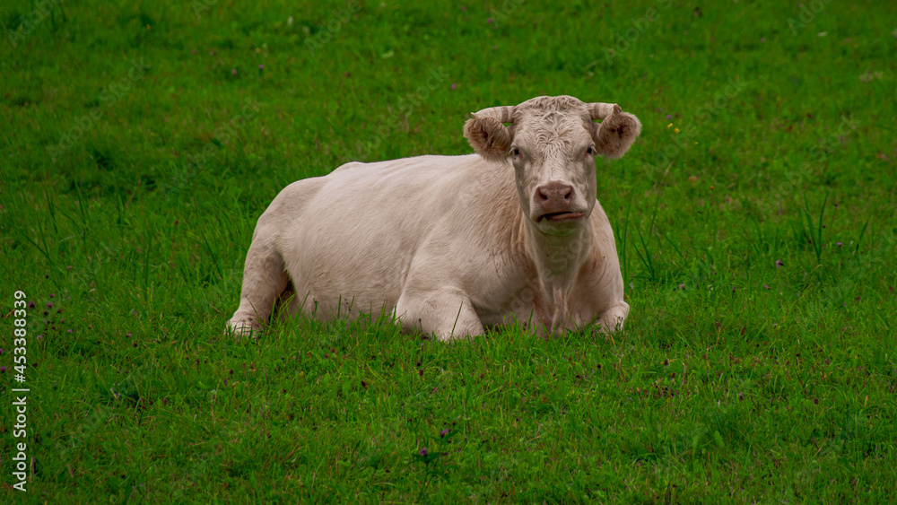 The cow is carving grass. A white cow sleeps in a green meadow.