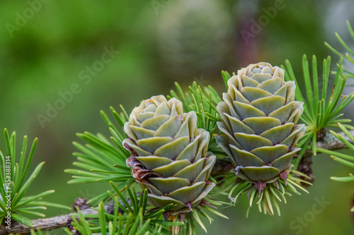 Two cones on a larch branch.