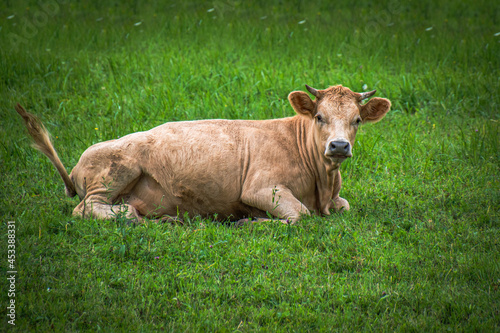 A light cow with its tail raised in a green meadow.