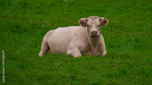 The cow is carving grass. A white cow sleeps in a green meadow. © Ieva