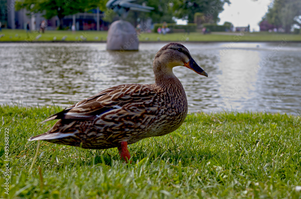 Fototapeta premium duck