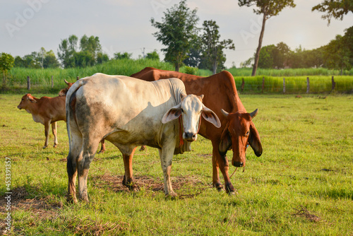 Close up portrait of cow in farm background. Cows standing on the ground with farm agriculture. Traditional cow in asia  cow resting. Image contain grain  soft focus and selective focus.