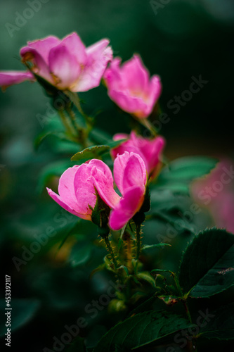 Pink Flowers