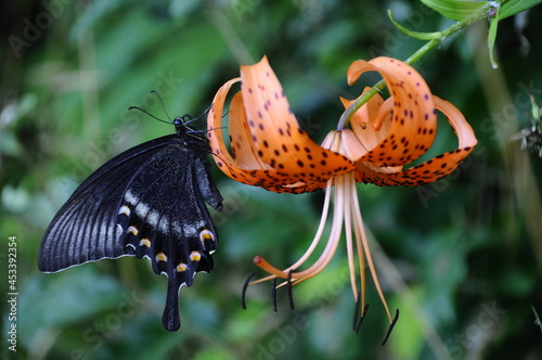 butterfly on flower