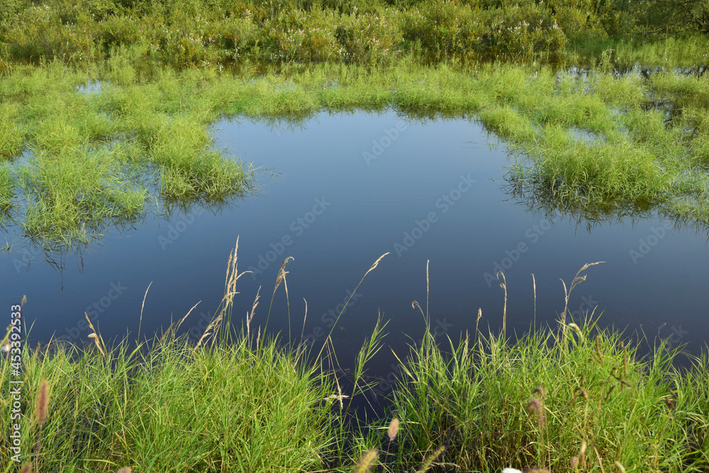 A small pond surrounded by green grass. The water surface. Close-up. A small pond surrounded by green grass. The water surface. Close-up.