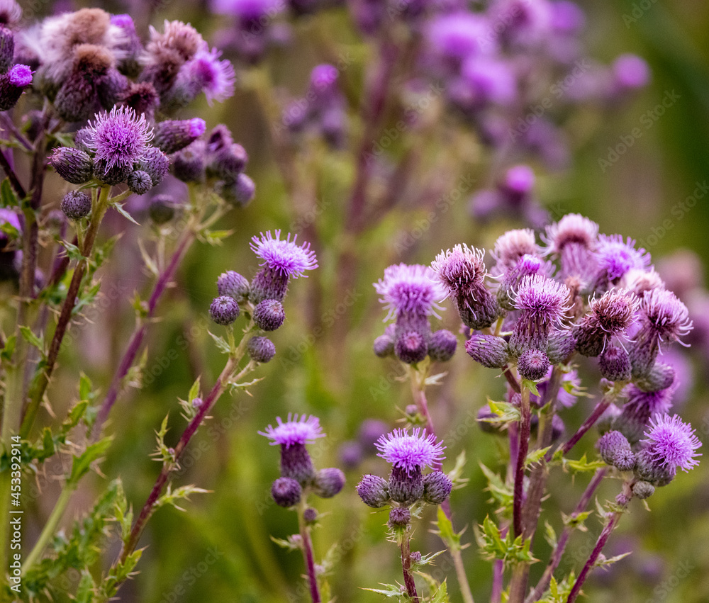 Obraz premium Purple Thistle