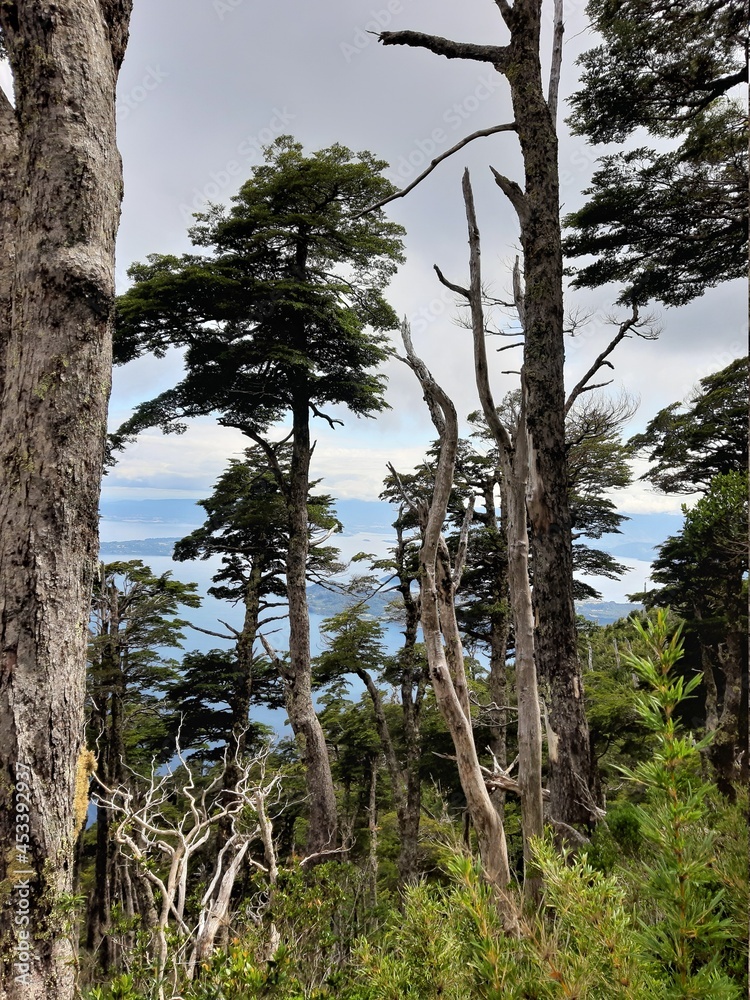 Fototapeta premium tree in the forest