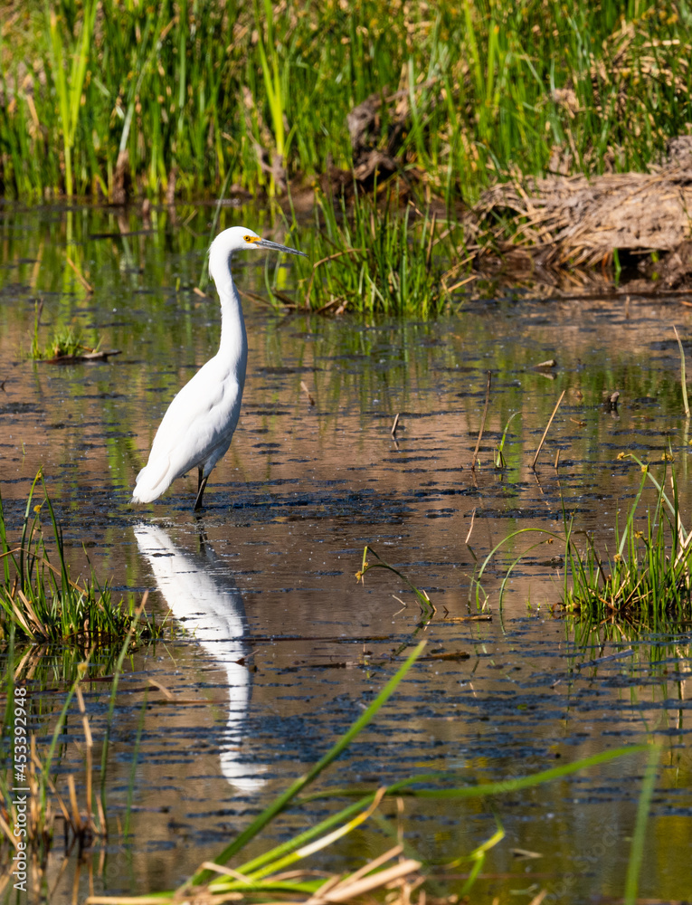 Snowy Egret Snowy Egret