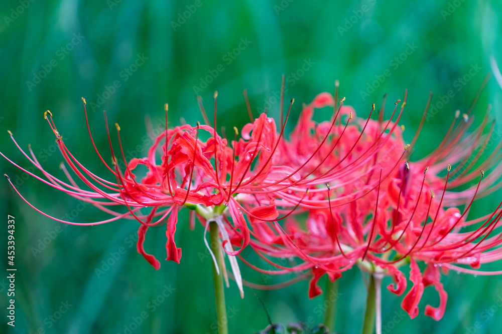 Red spider lily - Lycoris radiata - are in bloom in Fukuoka city, JAPAN. Red spider lily - Lycoris radiata - are in bloom in Fukuoka city, JAPAN.