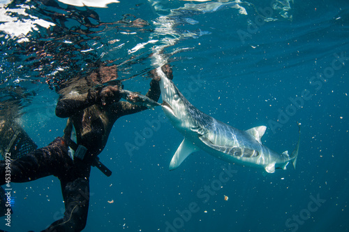 shark and diver