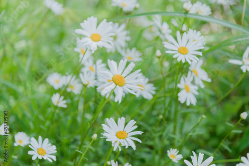 Closeup of daisy flower on green meadow.