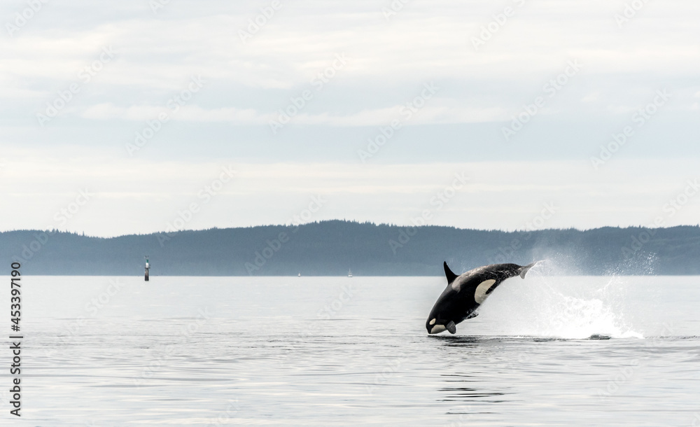 Jumping Transient Orca, hunting porpoises, Johnstone Strait, North Vancouver Island, Canada