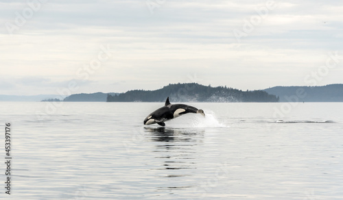 Jumping Transient Orca, hunting porpoises, Johnstone Strait, North Vancouver Island, Canada