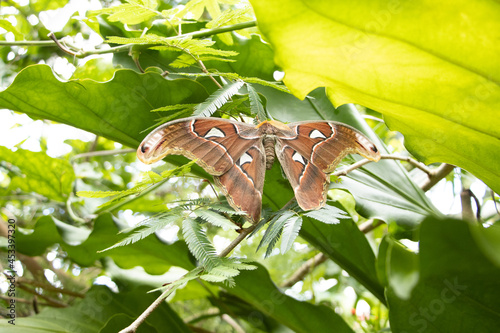 Atlas Moth photo