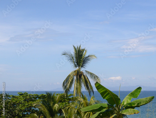 Palm and Banana Trees by the Beach