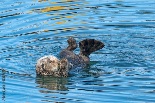 Southern sea otters enjoying life on the Central California Coast