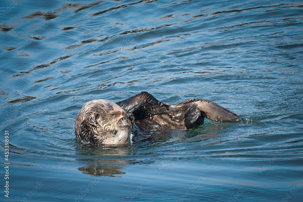 Fototapeta premium Southern sea otters enjoying life on the Central California Coast
