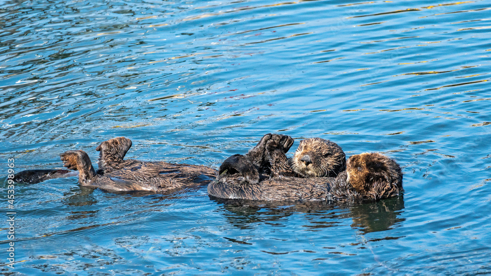 Fototapeta premium Southern sea otters enjoying life on the Central California Coast