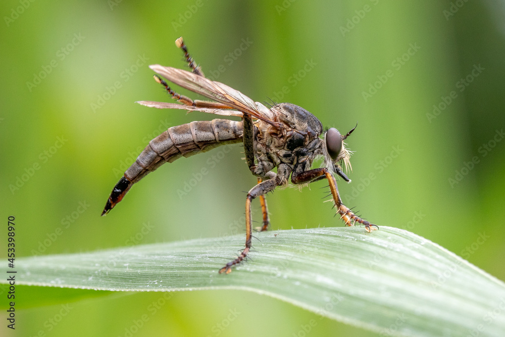 macro of a robber fly
