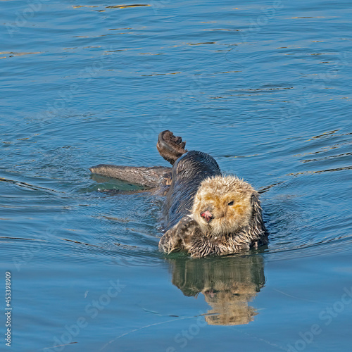 Southern sea otters enjoying life on the Central California Coast
