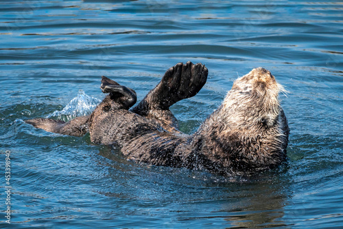 Southern sea otters enjoying life on the Central California Coast
