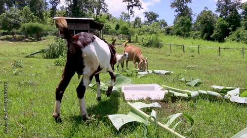 goats in a meadow of a goat farm.