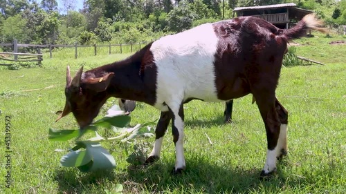 goats in a meadow of a goat farm.