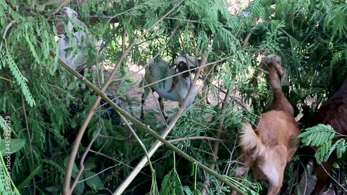 goats in a meadow of a goat farm.