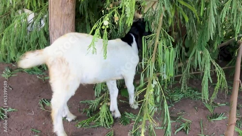 goats in a meadow of a goat farm.
