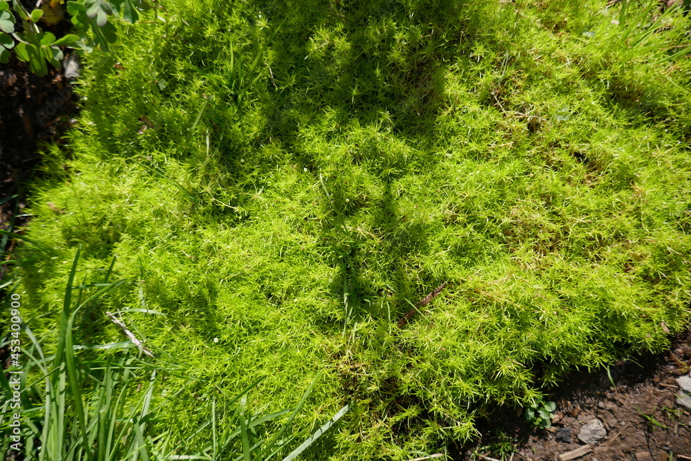 Vibrant bright green groundcover plants