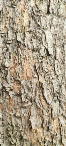 Tree Bark Texture on Closeup
