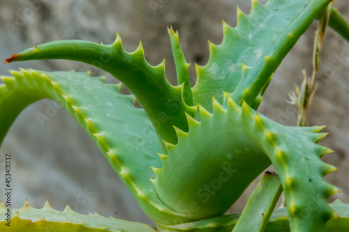 The Aloe Vera plant used in alternative medecine