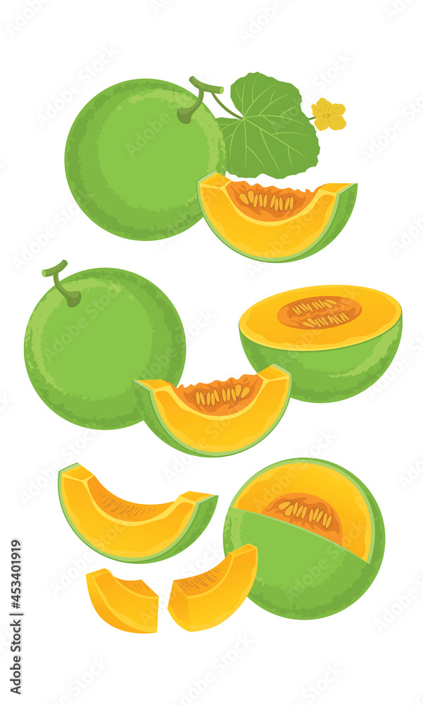 Set of melon vector with slices isolated on white