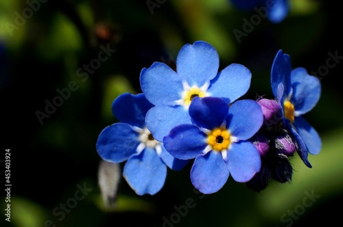 extreme close up of blue forget me not flowers